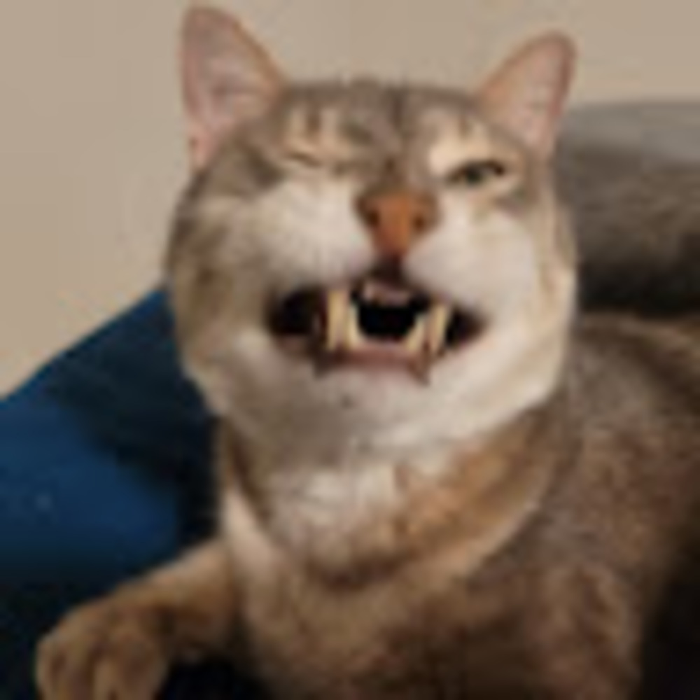 Meet your Posher, Bub